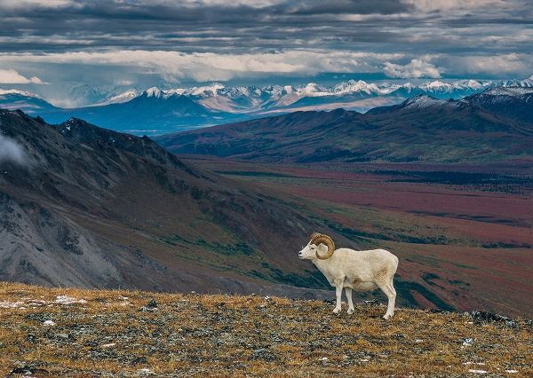 Dall sheep on ridge-fall tundra-Denali National Park-Alaska-USA